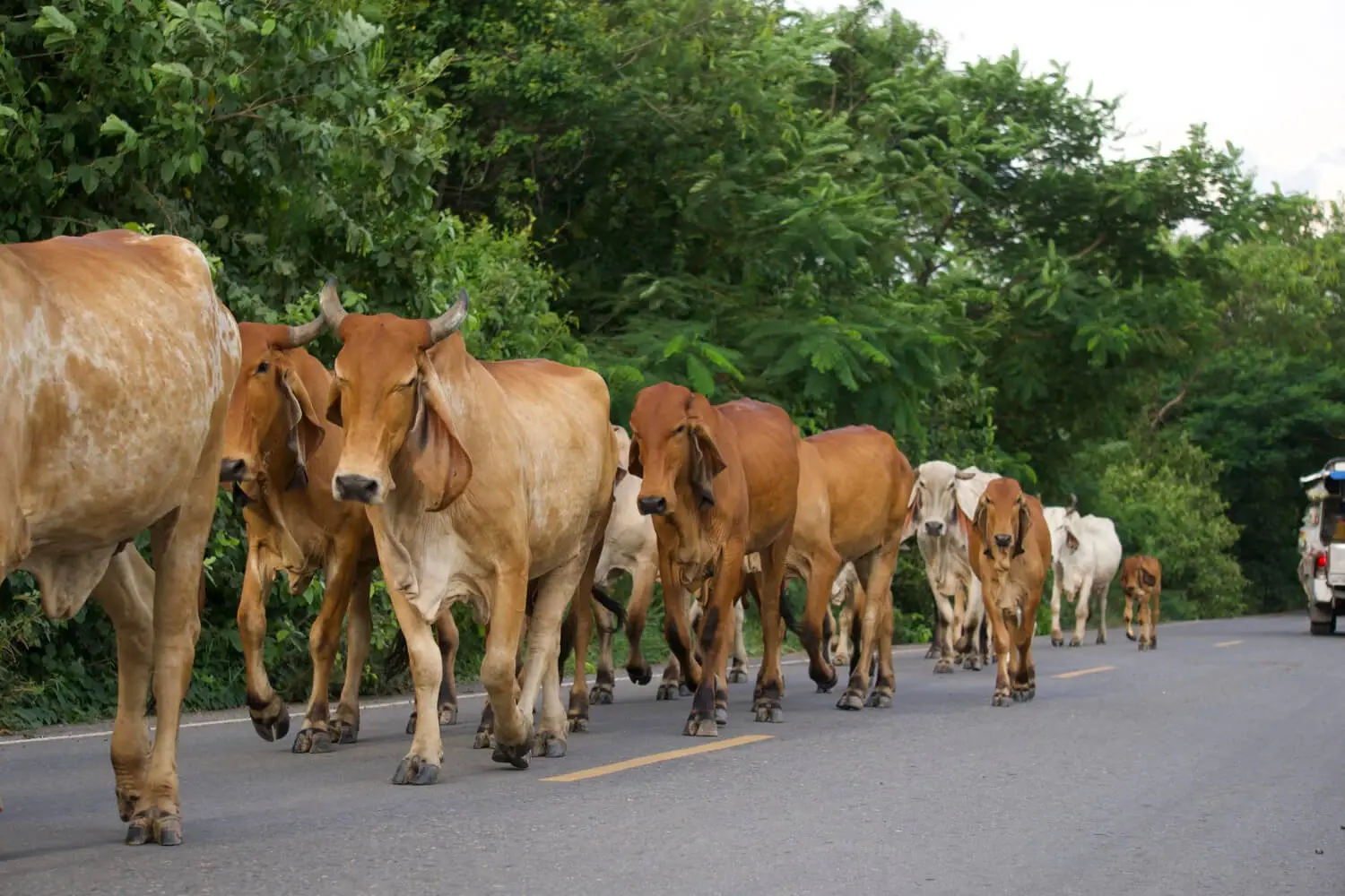 Acidente na Estrada Causado por Animal